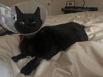 Post-Surgery Nightmare: My Outdoor Cat Disappears With Stitches and a Cone