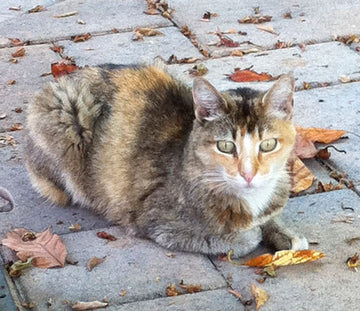 Dear World, welcome to my website and my blog! Someone I know might say: all this for a stray cat?