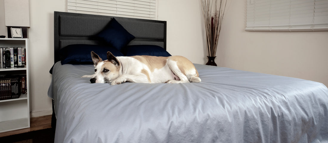 Extra-Large Thin Waterproof Bed Cover for Pets & People – Reversible, Washable, Breathable | Silly Legacy®